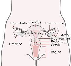 Fallopian Tubes Location